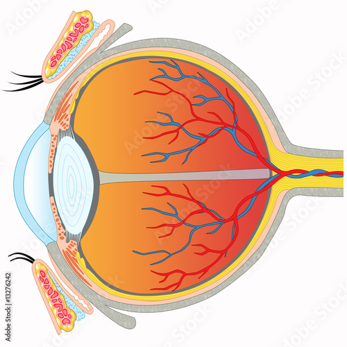 Eye anatomy - Cross section view
