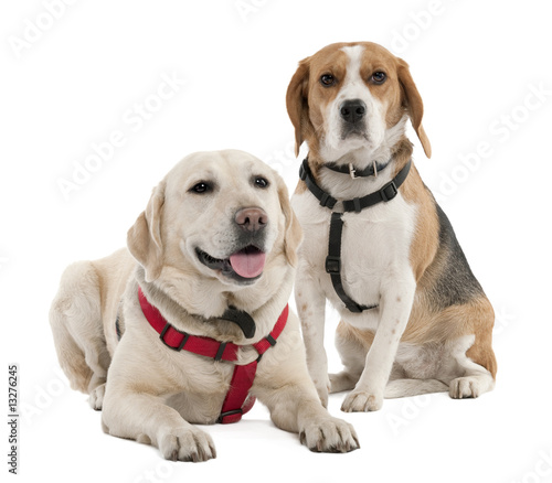Fototapeta Naklejka Na Ścianę i Meble -  Couple of a Beagle and a labrador (4 and 2 years old)