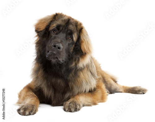 Leonberger (10 months old) photo