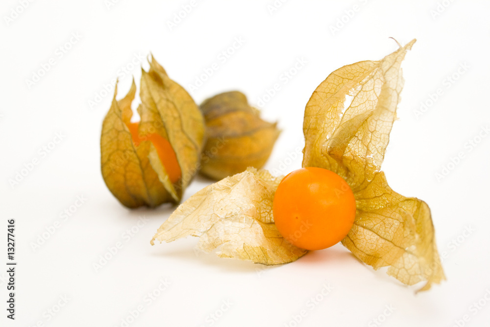 Physalis Physalis