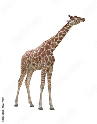 Giraffe kissing cutout