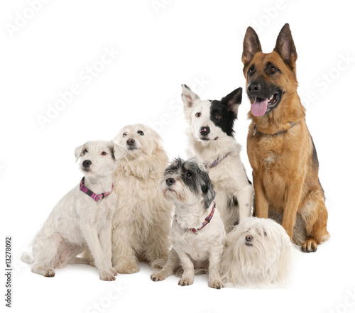 group of german shepherd, border collie and some crossbreed