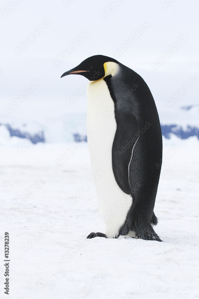 Obraz premium Emperor penguins
