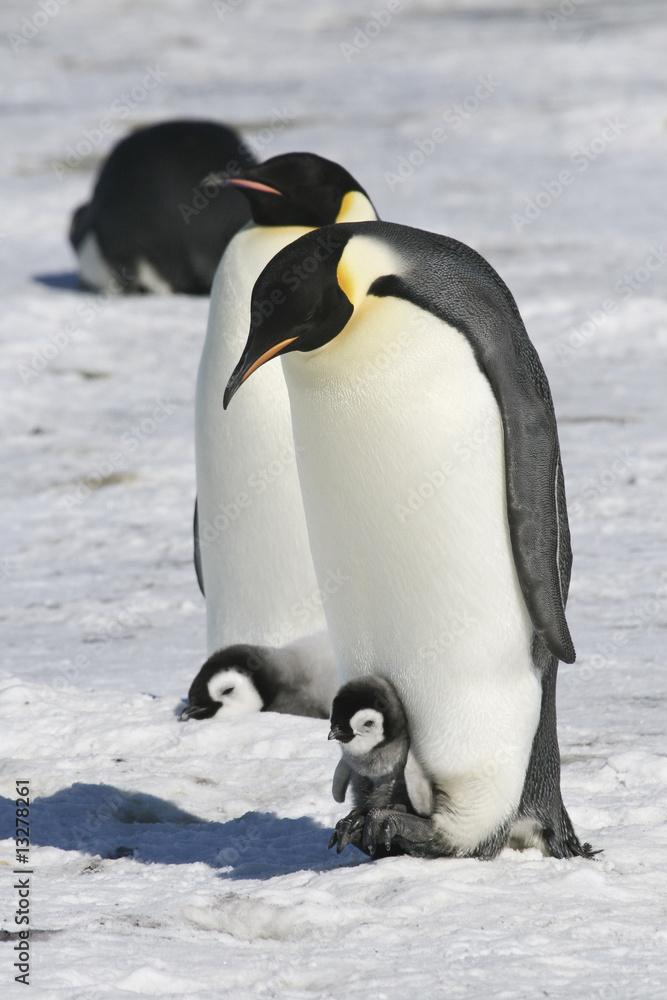 Fototapeta premium Emperor penguins