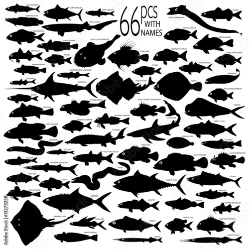 66 pieces of vectoral fish silhouettes.