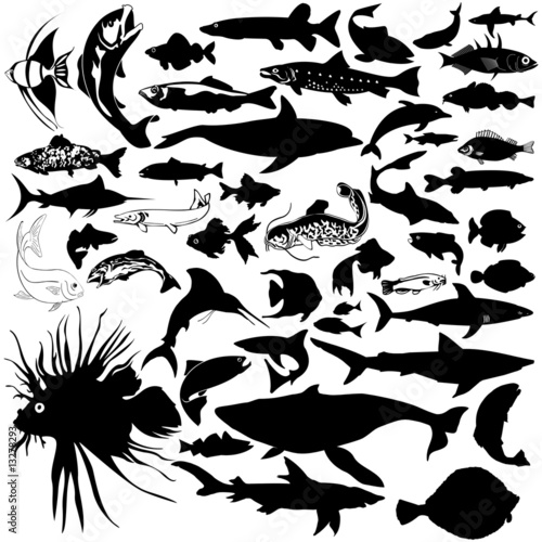 46 pieces of vectoral fish and sea animals silhouettes.