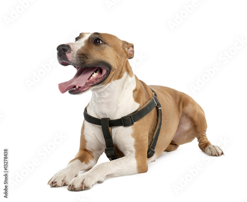 Mixed-Breed Dog between a bull terrier and a boxer  3 years old 