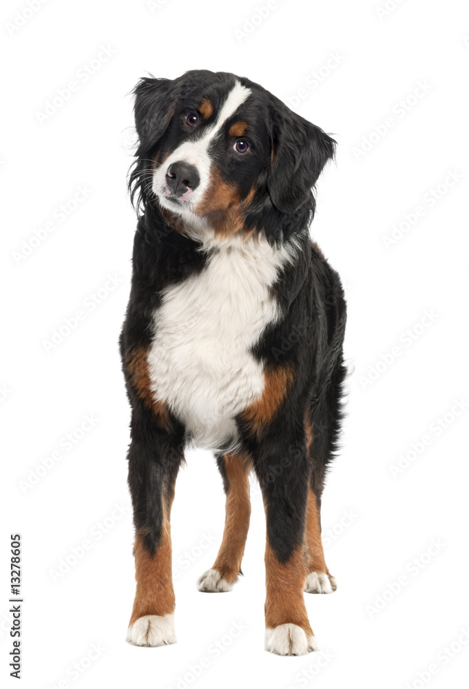 Bernese mountain dog (14 months old)