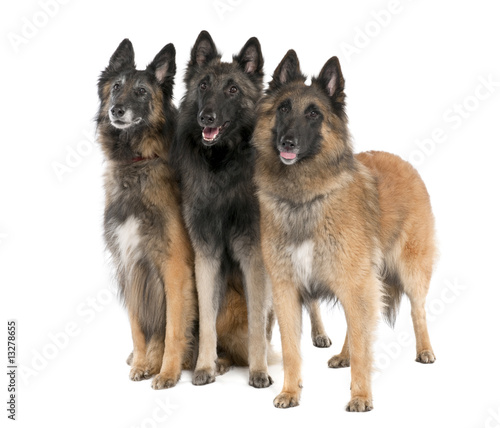 Belgian Tervuren ( 6, 3 and 2 years old) photo