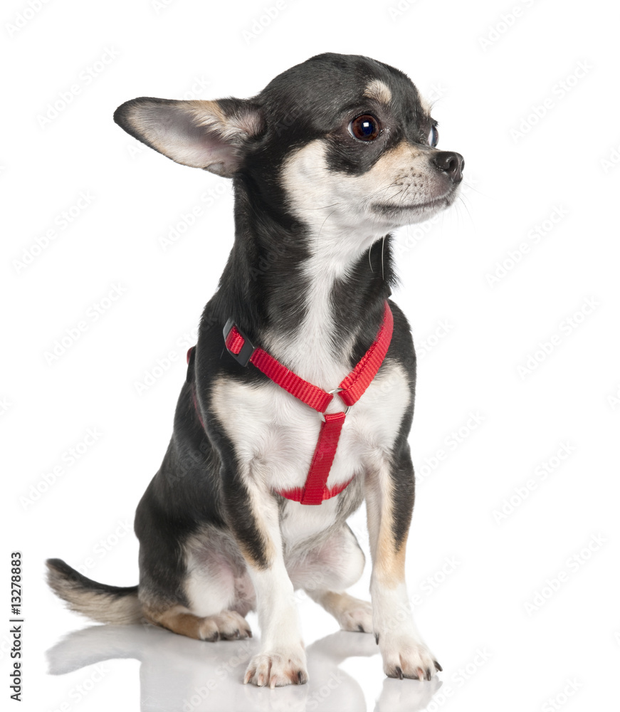 Fototapeta premium chihuahua (9 months old)