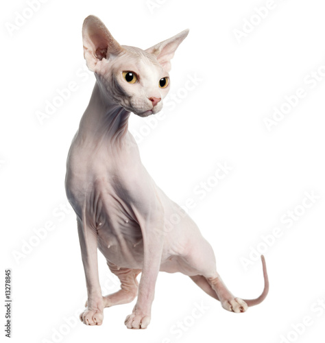 Fototapeta Naklejka Na Ścianę i Meble -  Sphynx (4 years old)