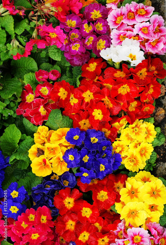 Vivid coloured flowers