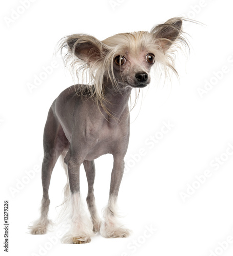 Chinese Crested Dog - Hairless (3 years old)