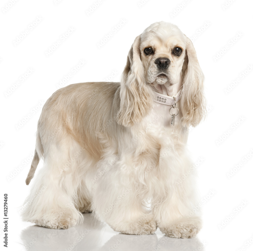 Amerivan Cocker Spaniel (1 year old) Amerivan Cocker Spaniel (1 year old)
