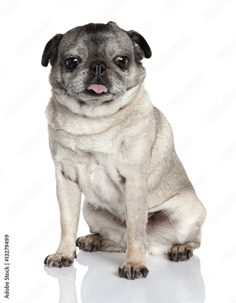 Pug ( 7 years old)