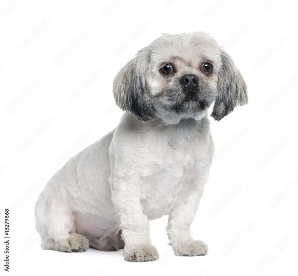 Lhasa Apso (18 months) Lhasa Apso (18 months)