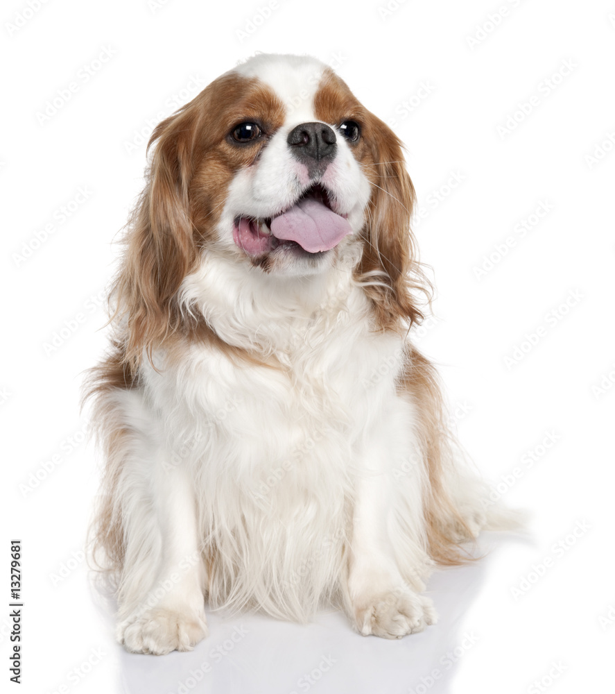 Cavalier King Charles Spaniel (2 years old)