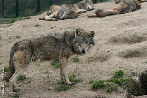 alpha wolf male watching over his sleeping pack