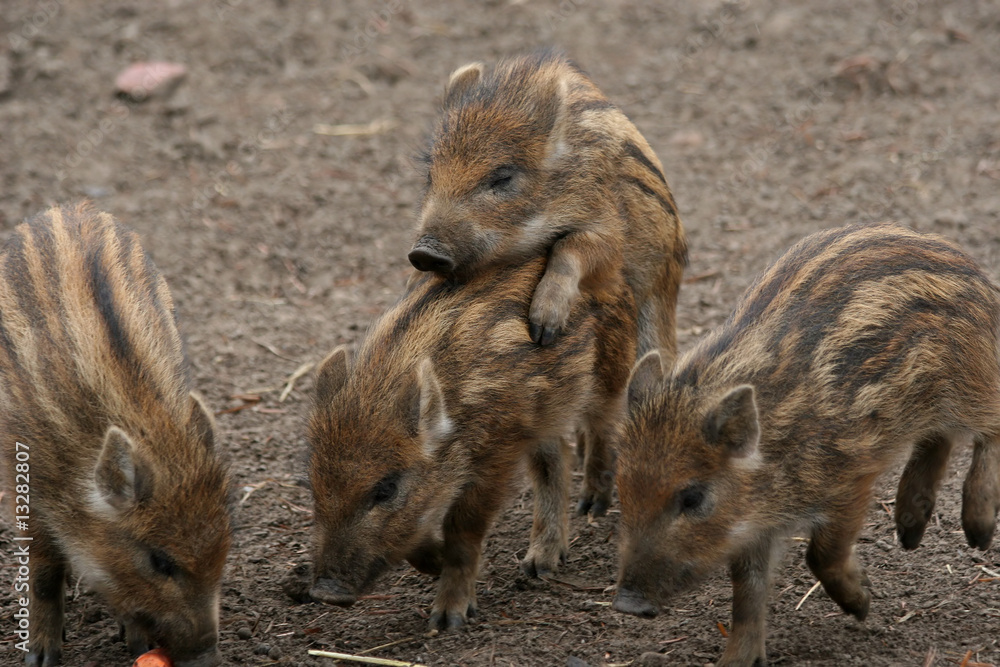 playing wild baby boar