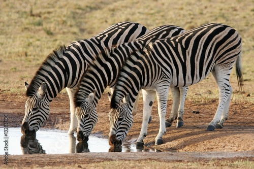 Zebra Formation