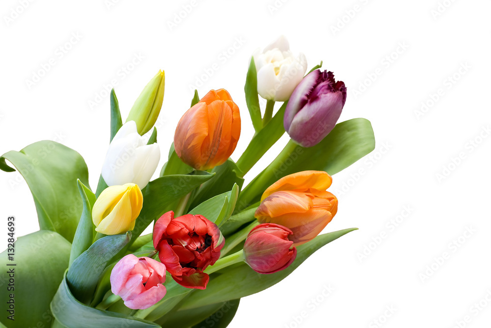 Fototapeta premium bouquet of the fresh tulips