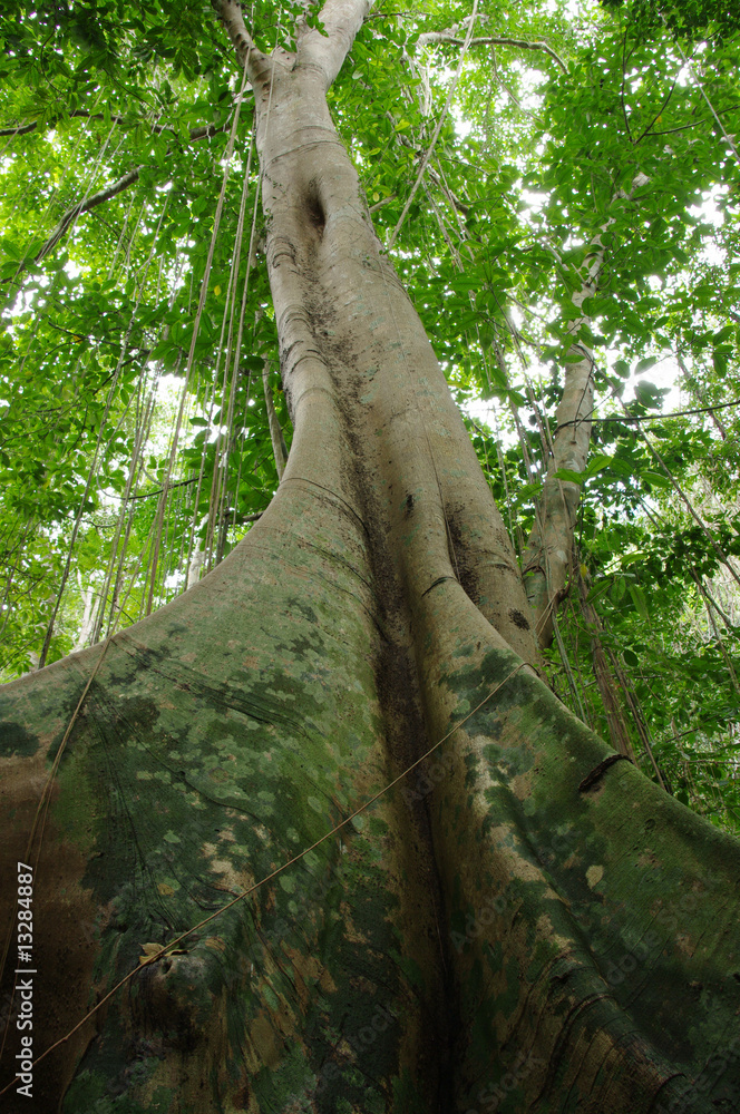 Fototapeta premium arbre fromager