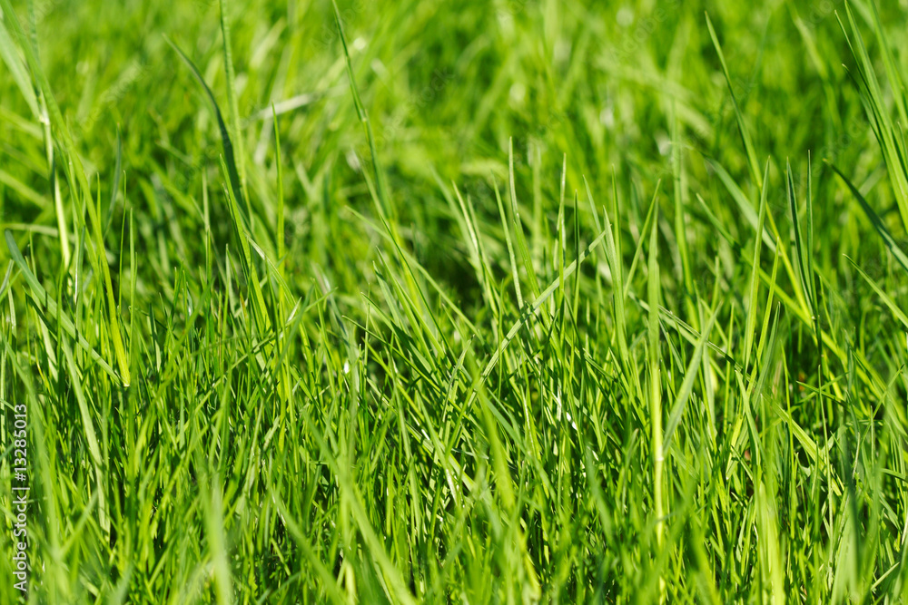 grass background grass background