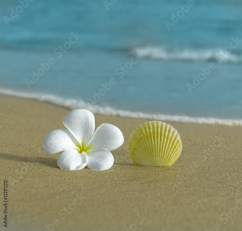 flower and shell on the beach