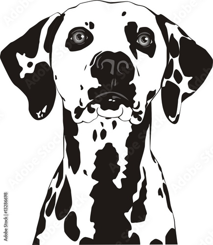 Spotty dog