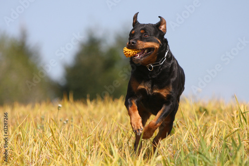 rottweiler en course dans un champ, un jouet dans la gueule