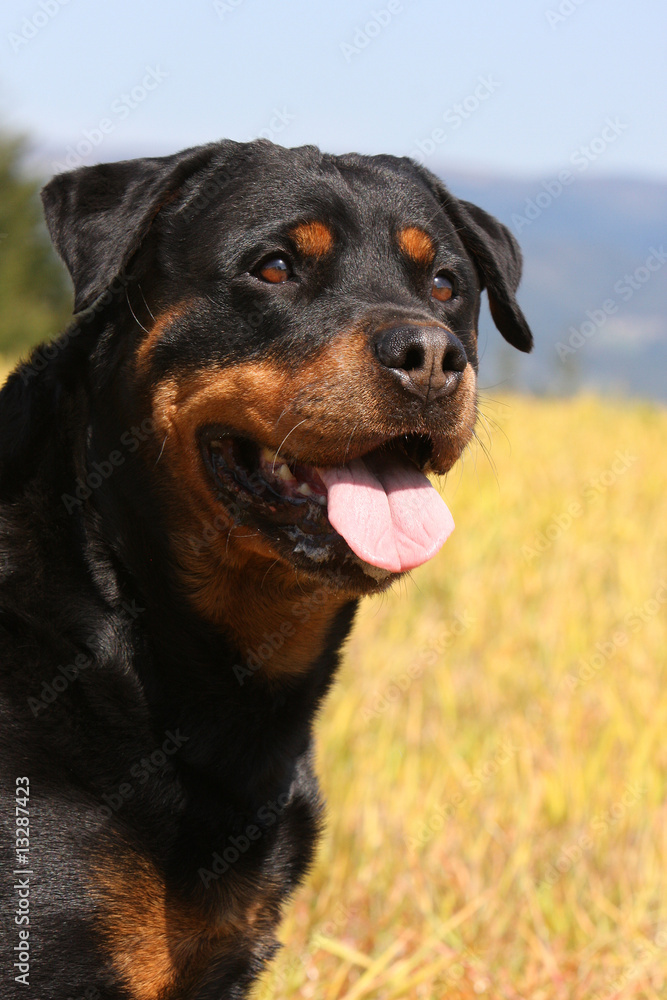 Obraz premium portrait de rottweiler de trois quart