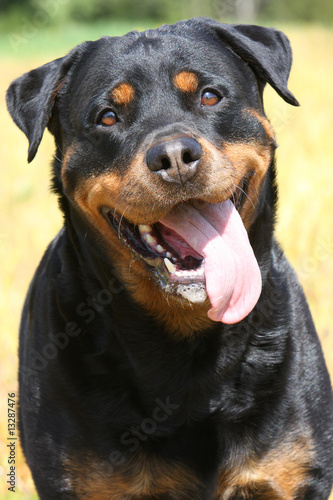 portrait de rottweiler plaine face, langue pendante