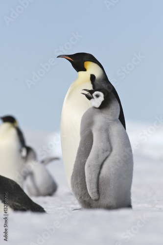 Emperor penguins © Gentoo Multimedia