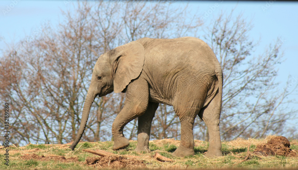 Obraz premium Baby elephant 4