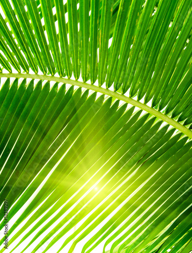 leaves of palm and morning light
