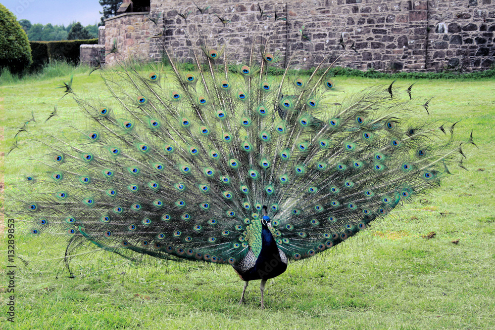 Obraz premium Peacock