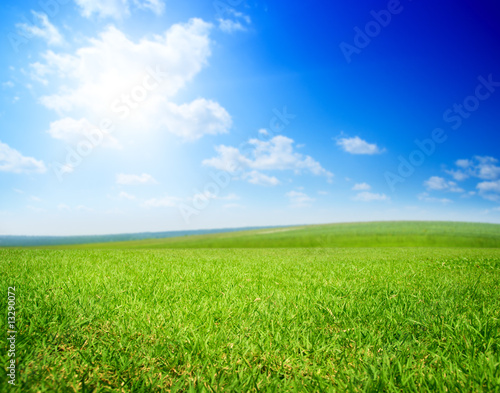 field of summer green grass