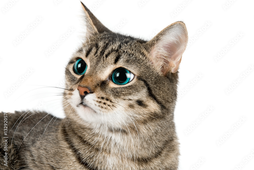 Cat Cat