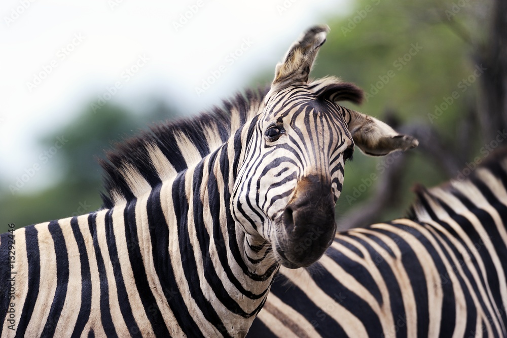 Fototapeta premium Zebra 002