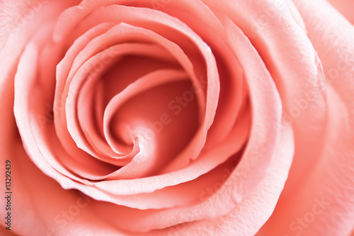 Beautiful pink rose, close up