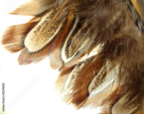 brown plume isolated on a white background