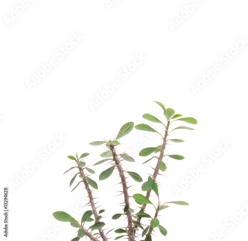 Euphorbia splendens. Euphorbia milii.
