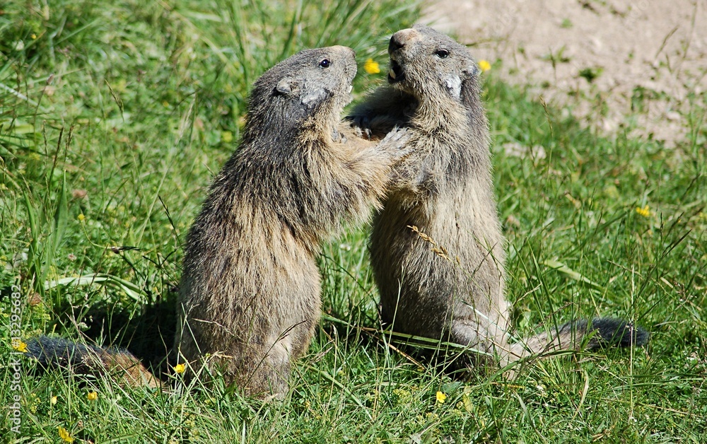 Fototapeta premium marmotte