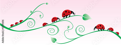 coccinelle