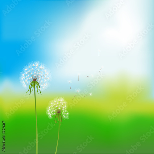 landscape with dandelions vector