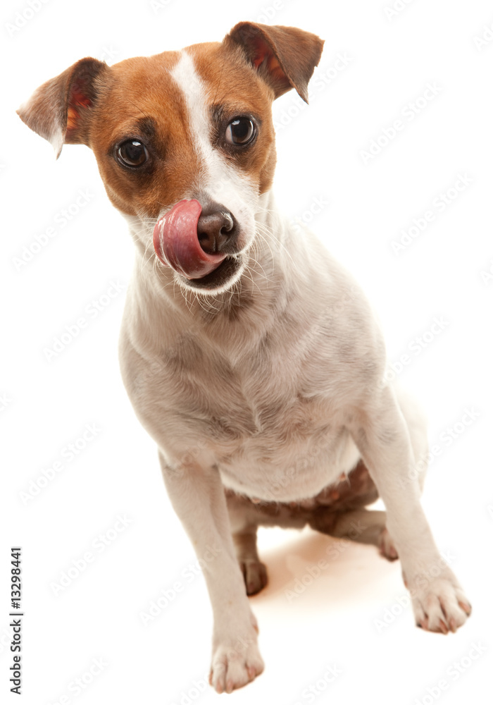 Jack Russell Terrier Licks it's Lips Jack Russell Terrier Licks it's Lips