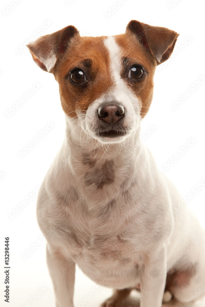 Adorable Jack Russell Terrier Adorable Jack Russell Terrier