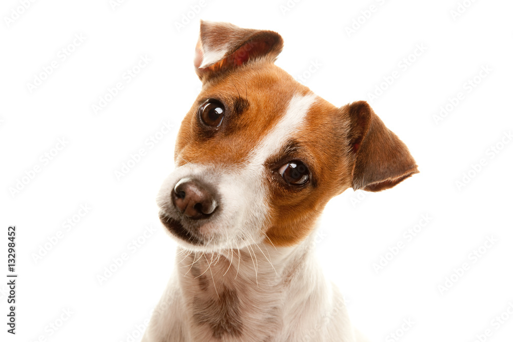Portait of an Adorable Jack Russell Terrier - obrazy, fototapety, plakaty 