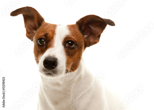 Pet Jack Russell Terrier © Andy Dean