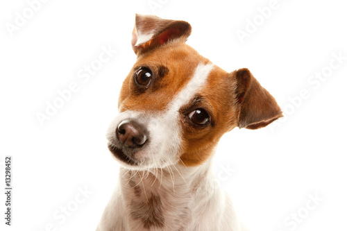 Canvas Print Portait of an Adorable Jack Russell Terrier